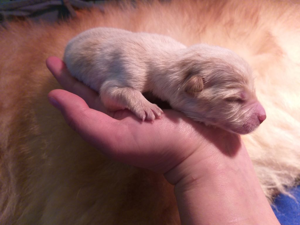 Sunnee's Neverland - Chiot disponible  - Chow Chow